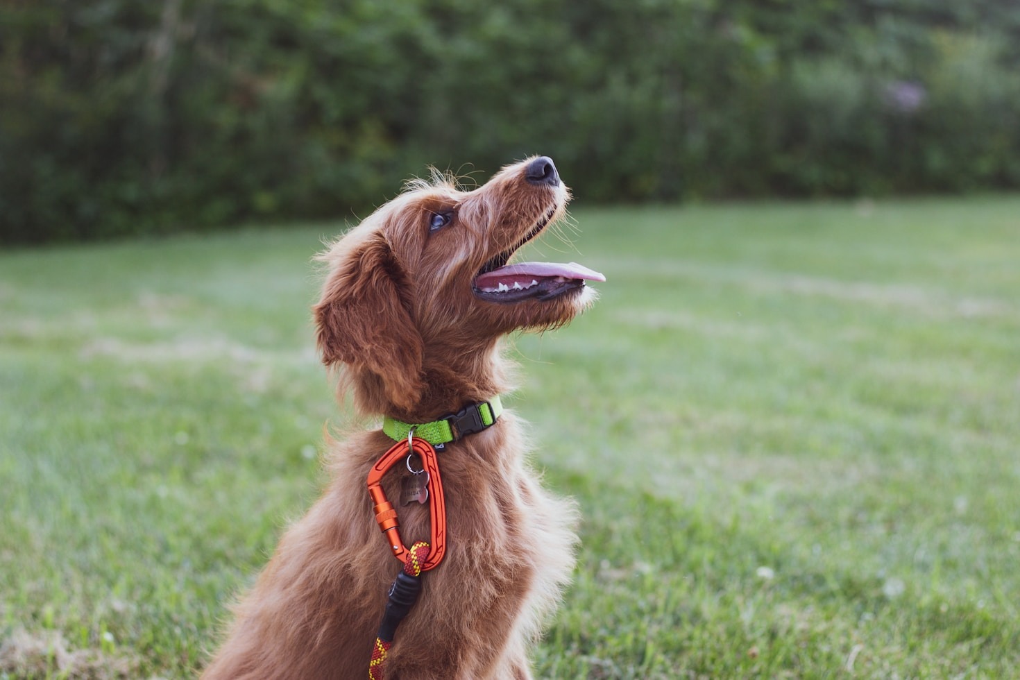 Etologens bästa tips för en harmonisk hund