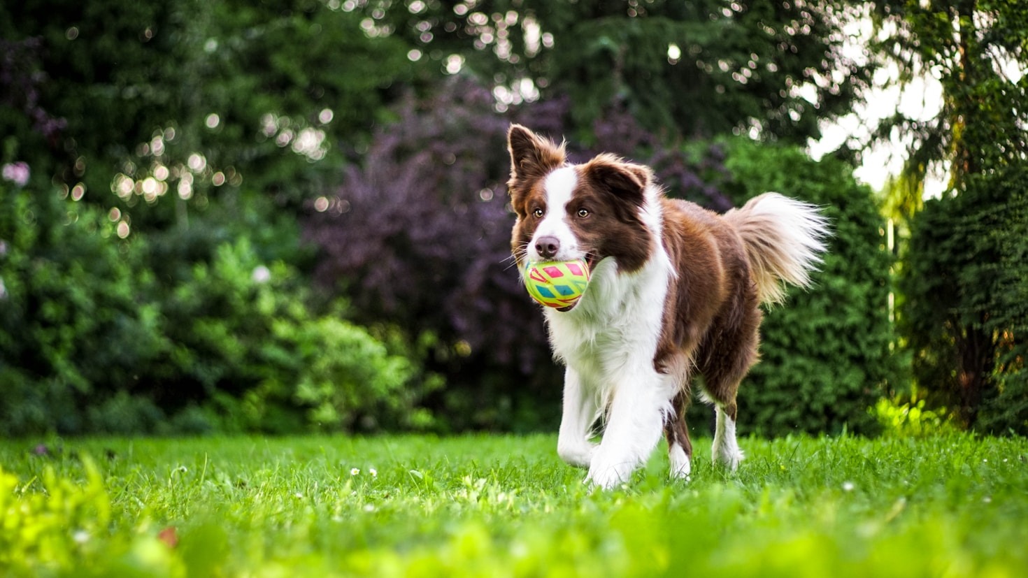 Förstå din hunds beteende: En guide