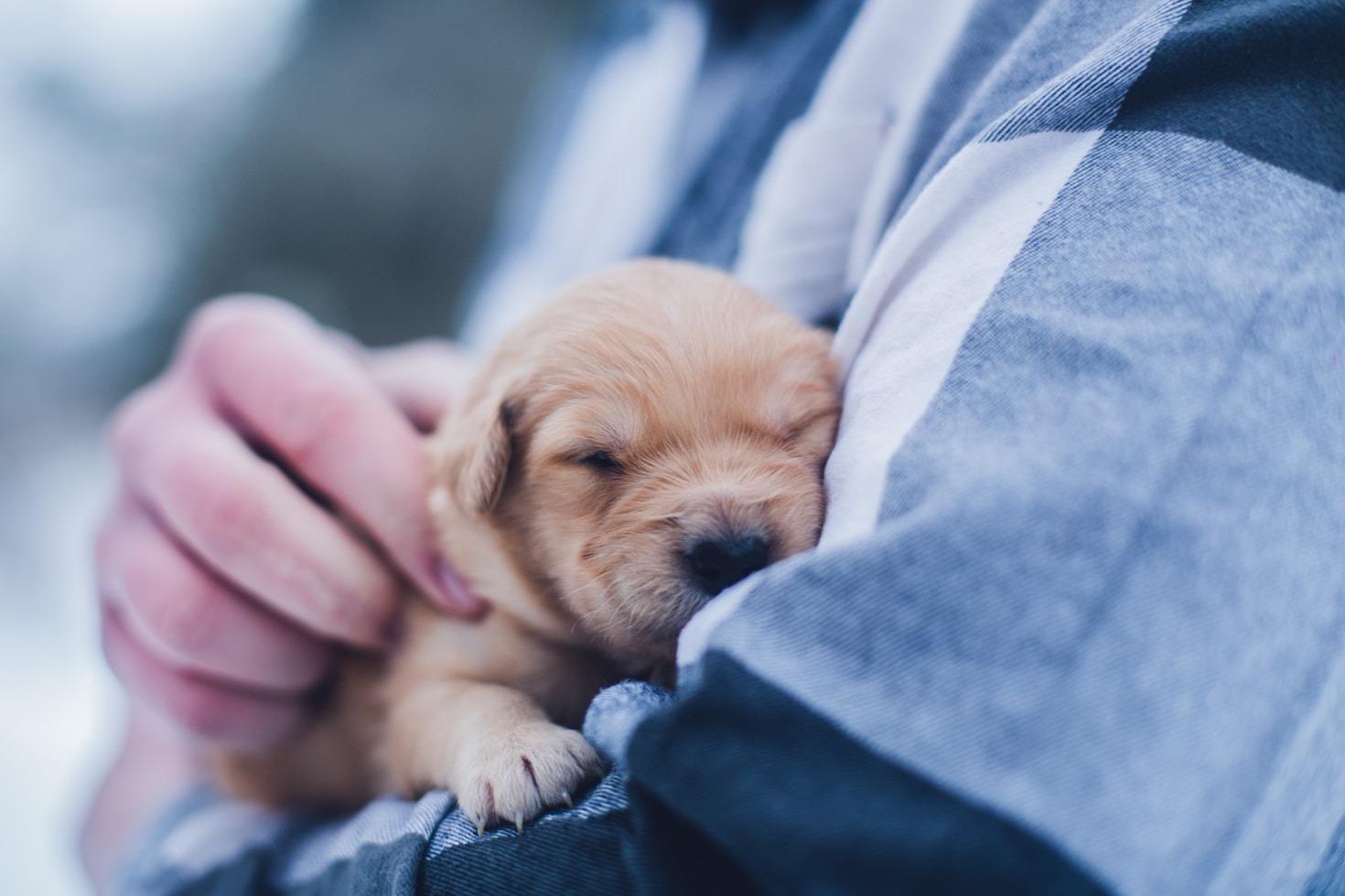 Hur Tassakademin kan stärka din relation med din hund